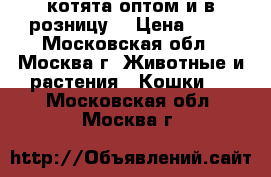 котята оптом и в розницу  › Цена ­ 50 - Московская обл., Москва г. Животные и растения » Кошки   . Московская обл.,Москва г.